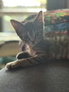 Franklin