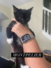 Montpelier