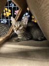 adoptable Cat in Orlando, FL named Natasha 2