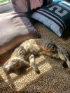 adoptable Cat in Orlando, FL named Kiara