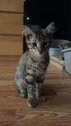 Kovu
