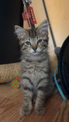 Kovu