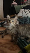 Kovu