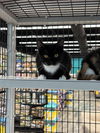 adoptable Cat in Orlando, FL named Cavendish