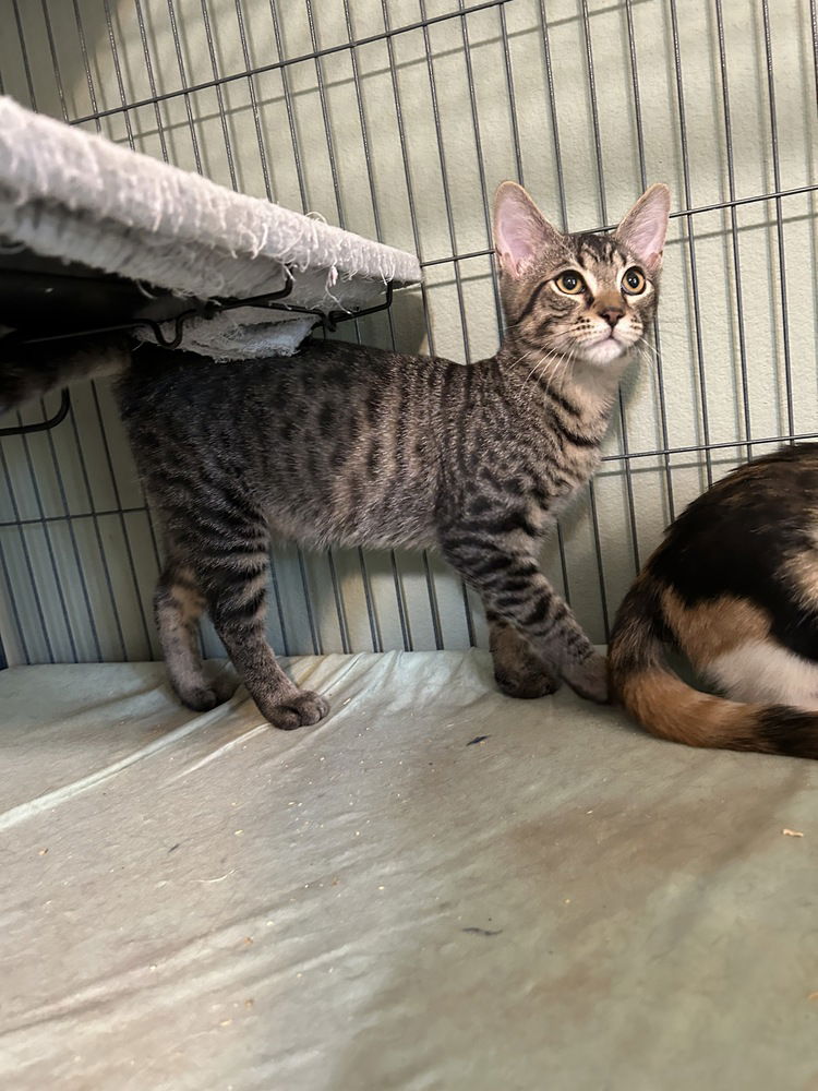 adoptable Cat in Orlando, FL named Manzano
