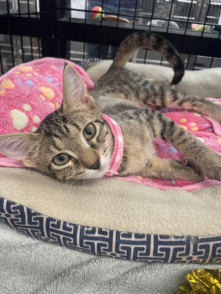 adoptable Cat in Orlando, FL named Winika