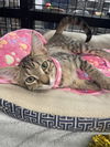 adoptable Cat in Orlando, FL named Winika