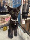 adoptable Cat in Orlando, FL named Thistle