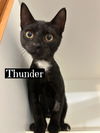 Thunder