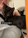 Thunder