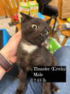 Thunder