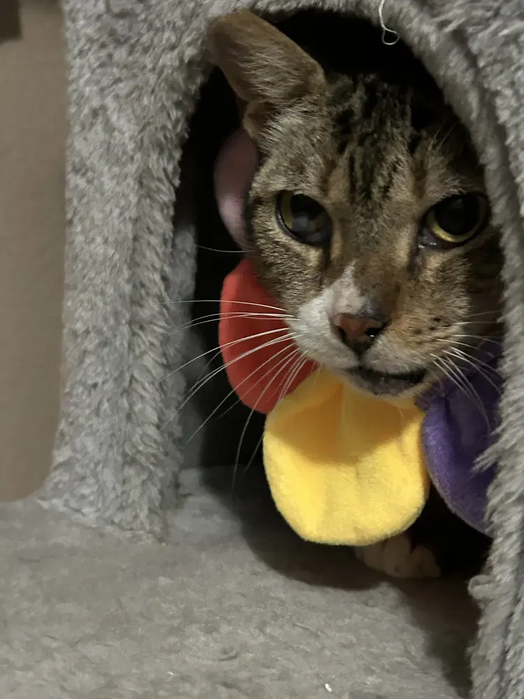 Ms Dribbles - Domestic Short Hair