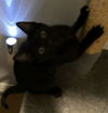 Licorice