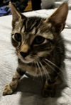 Whisk