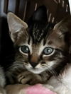 Whisk
