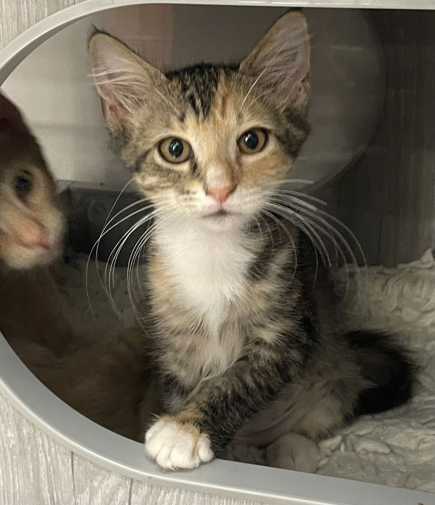 adoptable Cat in Orlando, FL named Prairie