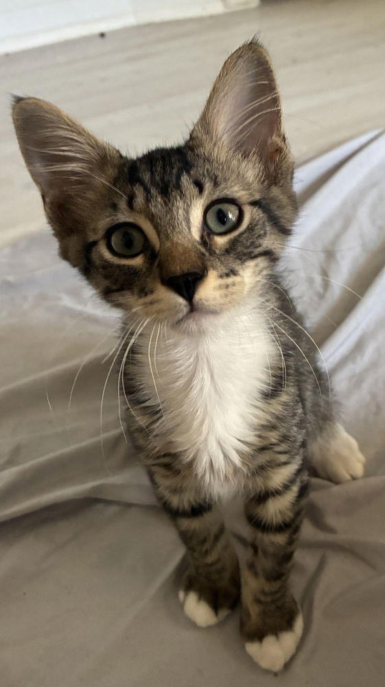 adoptable Cat in Orlando, FL named Scissors