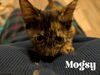 Mogsy