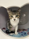 adoptable Cat in Orlando, FL named Mr Krabbs