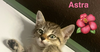 adoptable Cat in Orlando, FL named Astra