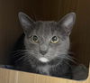 adoptable Cat in Orlando, FL named Cuddles