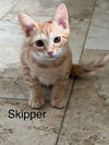 adoptable Cat in Orlando, FL named Skipper
