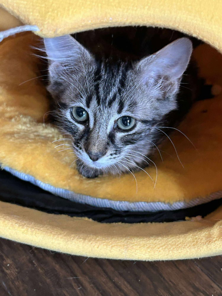 adoptable Cat in Orlando, FL named Hershey