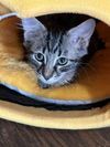 adoptable Cat in Orlando, FL named Hershey