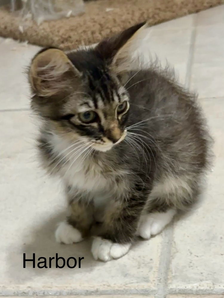 adoptable Cat in Orlando, FL named Harbor