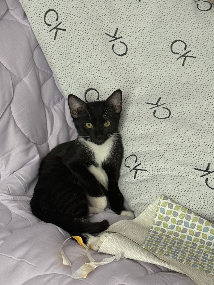 adoptable Cat in Orlando, FL named Ragnara