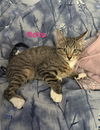 Rollo