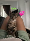 Rollo