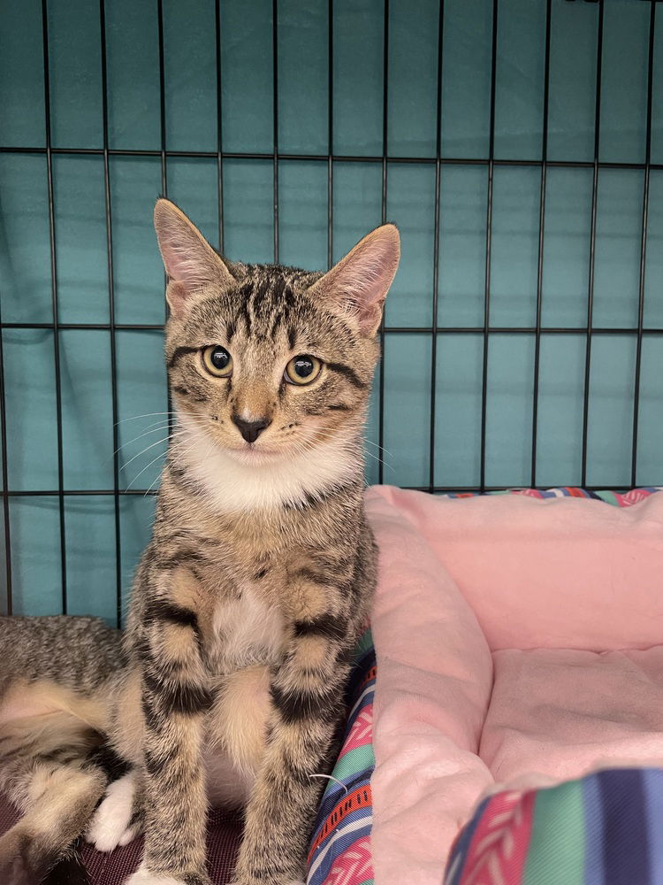 adoptable Cat in Orlando, FL named Rollo