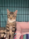 adoptable Cat in Orlando, FL named Rollo