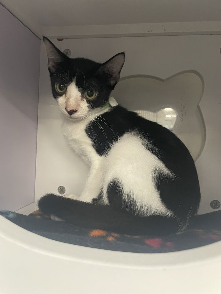 adoptable Cat in Orlando, FL named Jersey Mike