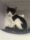 adoptable Cat in Orlando, FL named Jersey Mike