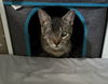 adoptable Cat in Orlando, FL named Jeff