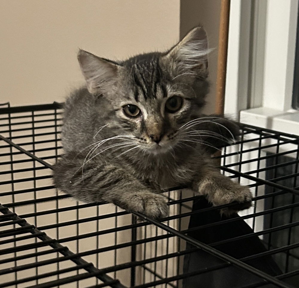 adoptable Cat in Orlando, FL named Milky Way