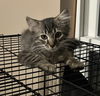 adoptable Cat in  named Milky Way