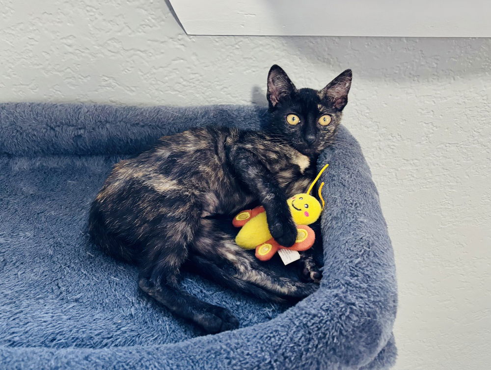adoptable Cat in Orlando, FL named Lillee