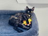adoptable Cat in Orlando, FL named Lillee