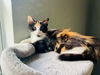 adoptable Cat in  named Aimee