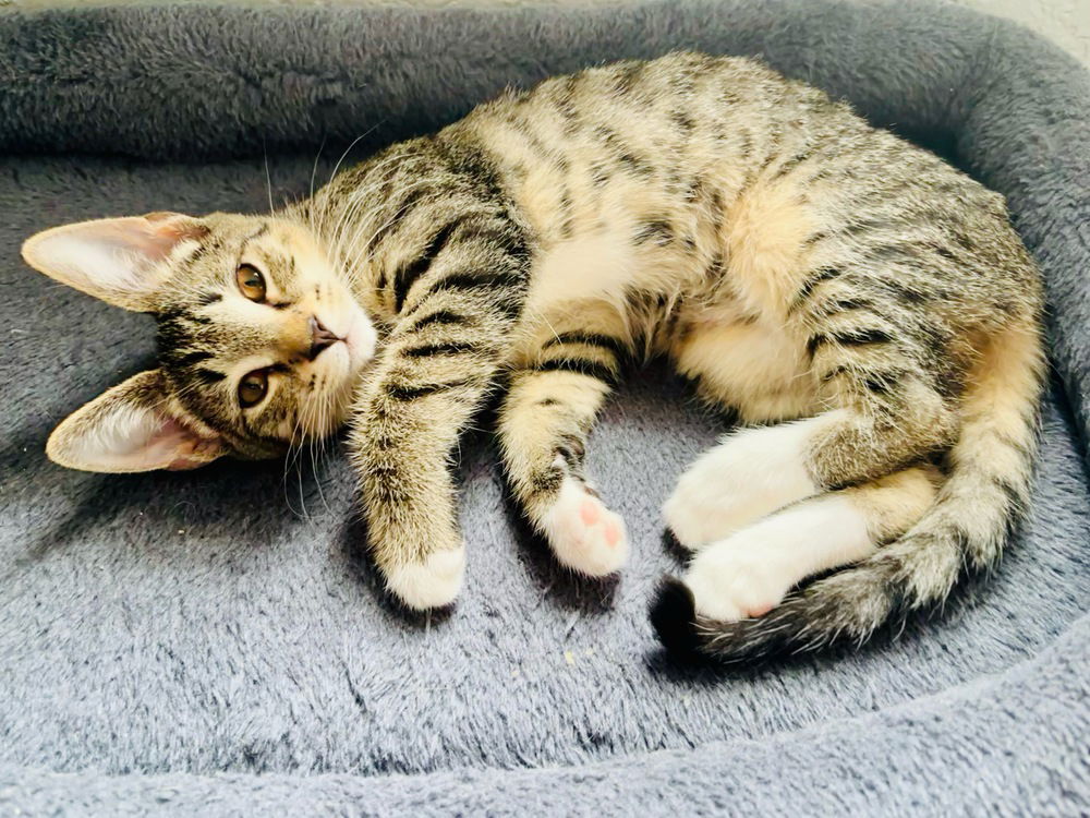 adoptable Cat in Orlando, FL named Diana