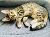 adoptable Cat in Orlando, FL named Diana