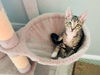 adoptable Cat in Orlando, FL named Davida