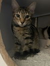 adoptable Cat in Orlando, FL named Lutz