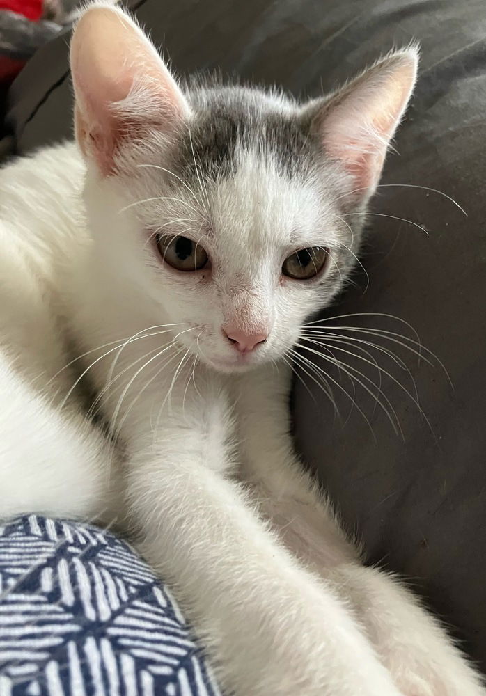 adoptable Cat in Orlando, FL named Rock Springs