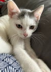 adoptable Cat in Orlando, FL named Rock Springs
