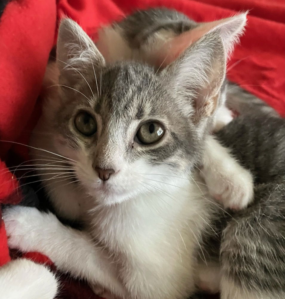adoptable Cat in Orlando, FL named Evanston