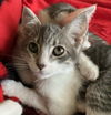 adoptable Cat in Orlando, FL named Evanston